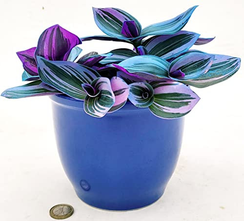POWERS TO FLOWERS - TRADESCANTIA NANOUK COLOR LIFE BLU IN VASO CERAMICA BLU, VASO 13CM DIAMETRO, pianta vera