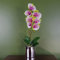 Leaf 46cm Artificial Orchid Harlequin Pink with Silver Pot