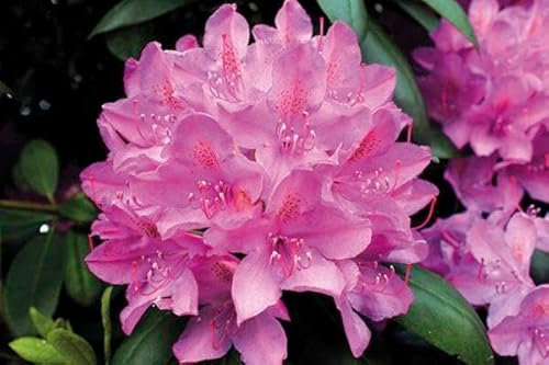 1st. Rhododendron ‘Roseum Elegans’ 30-40cm im großen Topf