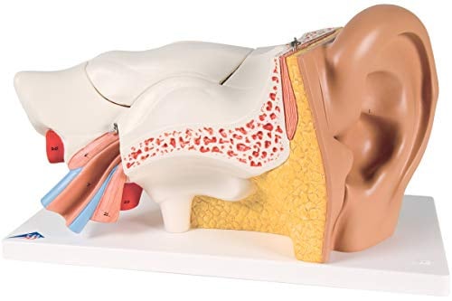 3B Scientific® Ohrmodell – 3-fache Größe, 6-teiliges menschliches Ohrmodell zum Zerlegen + Smart Anatomy App (5 Jahre Garantie)