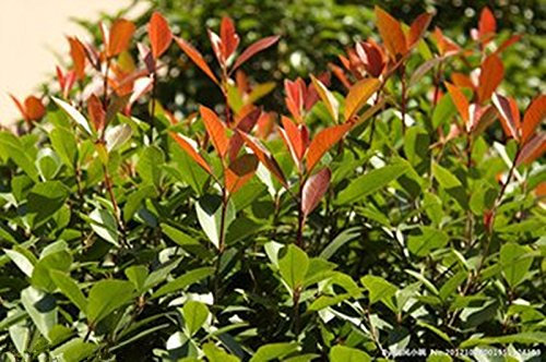 (real) 100 semillas china Photinia