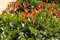 (real) 100 semillas china Photinia