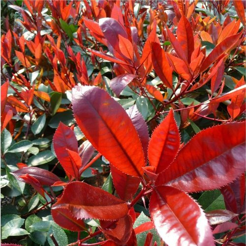 100 semillas de la herencia Photinia serrulata Fraseri Frasery Semillas Tipluohu Flor roja Robin semillas a granel T013