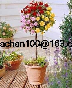 mehrere Bonsai-Baum Bonsai-Baum Farben Hof 100 Blumensamen Rose