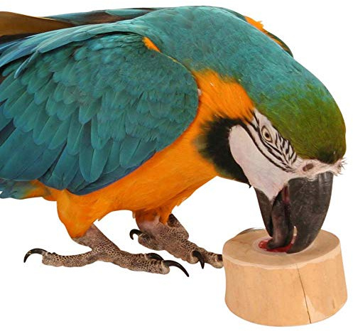Back Zoo Nature JAVA-Wood Fruit Cup Halter