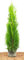 Smaragd Lebensbaum Thuja occidentalis Smaragd 80-100 cm hoch im Pflanzcontainer