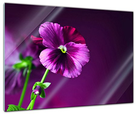 Bilderdepot24 Glasbild - Stiefmütterchen - 80x60 cm - Deko Glas - Wandbild aus Glas - Bild auf Glas - moderne Bilderdepot24 Glasbilder - Glasfoto - Echtglas