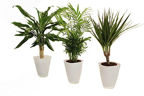 Dominik Blumen und Pflanzen, Palmen-Set, Dracena fragans, Zimmerpalme, Marginata und Dekotopf, weiß