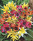 Wildtulpen gemischt Botanische Tulpen 50 Blumenzwiebeln