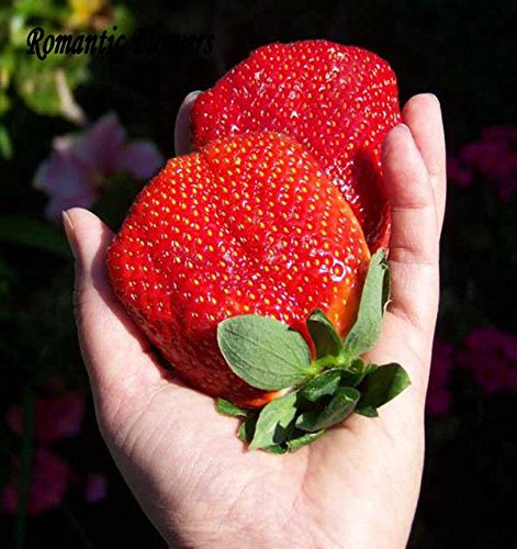 200 semillas/Paquete, fresa fresa gigante Sweet Seeds cuatro estaciones, Rare, fragante, dulce y jugosa