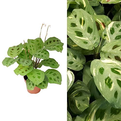 Carbeth Plants Maranta Leuconeura in a 12cm Pot (2 Plants)