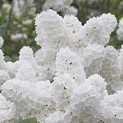 50 Stücke Weiße Japanische Fliedersamen Nelkenblume Hausgarten Balkon Bonsai Dekor Blume Obstbaum Gemüsesamen Japanische Fliederbaumsamen