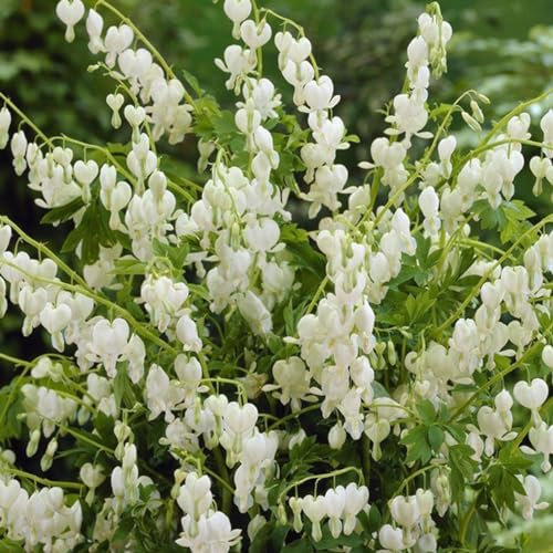 6 x Hohe Herzblume 'Alba' - Dicentra Spectabilis 'Alba' Topf 9x9cm