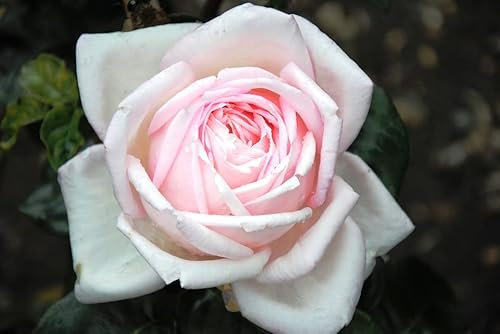 The New Dawn Climbing Rose in 5.5lt Pot (Live Plants)