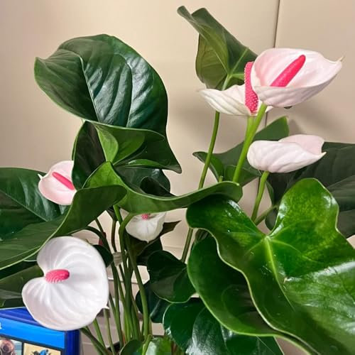 100 pcs Anthurium Pflanze Samen, winterharte pflanzen bio samen indoor plants Anthurium Clarinervium, Famingoblume, zimmerpflanzen winterharte stauden mehrjährig zimmerpflanzen groß
