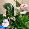 100 pcs Anthurium Pflanze Samen, winterharte pflanzen bio samen indoor plants Anthurium Clarinervium, Famingoblume, zimmerpflanzen winterharte stauden mehrjährig zimmerpflanzen groß