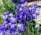 Glockenblumen-Salice, Pesca-Blätter, blaue Campanula persicifolia – 100 Stück, halbgroß: Samen