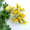 150 Semillas de Lotero Cornículado (Lotus corniculatus) - SemiSauvage Permaculture