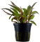 AquaOne Aquarium Pflanze Cryptocoryne spec. Flamingo I Wasserpflanze Aquariumpflanze Rosette voll durchwurzelt einfach pflegeleicht Aquascaping Dekoration