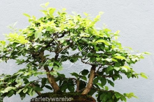 Carpinus japonica Japanische Hainbuche Samen Bonsai Orange Fall Farbe Antike Blick
