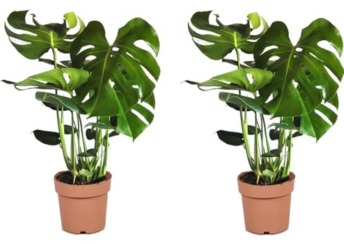 Plant in a Box - Monstera Deliciosa - Höhe 70-80cm - 2er Set - Fensterblatt - Monstera pflanze - Indoor grünpflanze - Topf 21cm