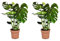 Plant in a Box - Monstera Deliciosa - Hauteur 70-80cm - Set de 2 - Plante Gruyère - Plante verte interieur Naturelle - Pot 21cm