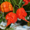 100/200 Unids Carolina Reaper Hot Pepper Chili Semillas Bonsai Planta Vegetal Decoración Flor Árbol Frutal Semillas Vegetales Semillas de pimiento picante 100pcs