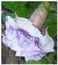 Exotic Plants Datura Aquamarine - Engelstrompete - Stechapfel - 5 Samen