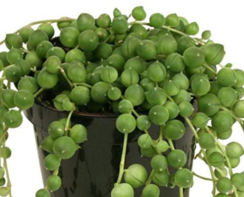 Portal Cool 4 & # 034; : RowleyanusString Of Pearls