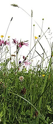 A.S. Création Fototapete Blumen Grün | Blumenwiese Weiß Grass 1.00 m x 2.80 m Grün Weiß Rosa, Gelb