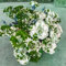 Hybridrose - Rose pflanzen knollen winterhart - Seltene Rosenpflanze - Strauchrosen, Duftrosen - Edelrosen in vielen Sorten und Farben-1Pflanze-G