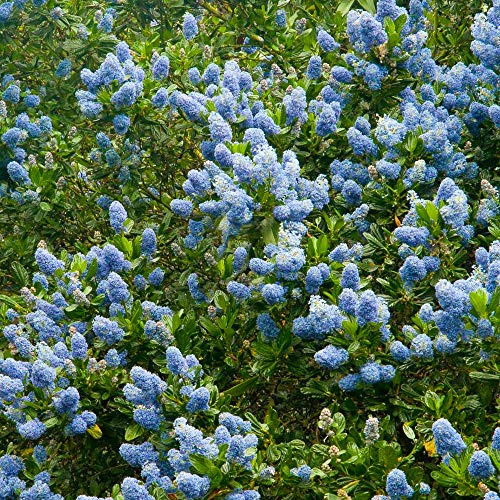 Ceanothus Victoria, Kalifornischer Flieder, immergrüner Gartenstrauch, Topfpflanze für den Außenbereich.