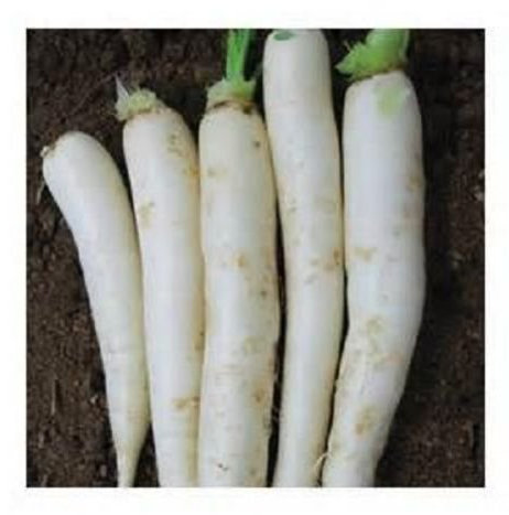 100 semi Semi giapponesi Minowase Ravanello [daikon]