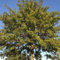 Samen und Farms (Quercus palustris) „Die Eiche Samen“ 25 Samen
