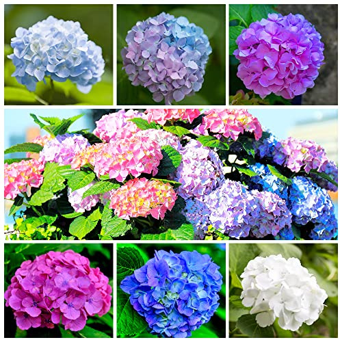 60+ Mixed Color Hydrangea Seeds for Planting, Hydrangea macrophylla Giant Snowball Hydrangea Fast Growing Shrub, Flower Plant Wedding, Outdoor Garden - Potted Plants