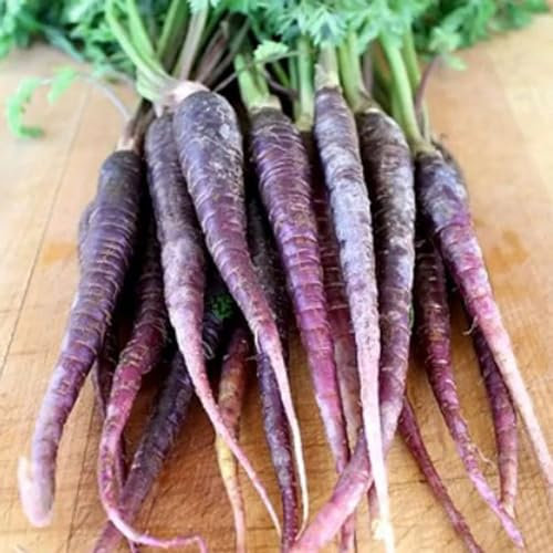 100 pezzi di semi di carota viola Stupendo cimelio di deliziosi semi di giardinaggio di frutta e verdura da piantare ora