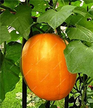 35 Seeds/Pack, Red Beet Leaf Seed Best Vegetable Plant Seeds: Only Seeds