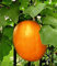 35 Seeds/Pack, Red Beet Leaf Seed Best Vegetable Plant Seeds: Only Seeds
