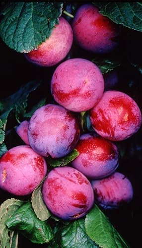 Frank P Matthews Plum Tree 'Opal', 12L Container, St Julien A Rootstock, Bush, Semi-Vigorous Tree Plus Planting Kit