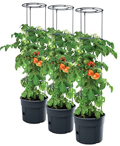 PAFEN 3X Tomatenpflanze Pflanzkübel 18l – 345 x 1270 mm - Tomato Grower Pflanzen Tomate Garten Terrasse