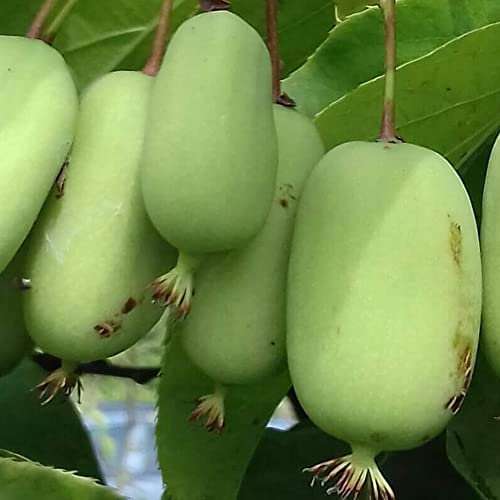 KIWI ARGUTA JUMBO FRUTTI GRANDI FINO A 5 CM 2 ANNI, VASO 2 LITRI 70-80 CM