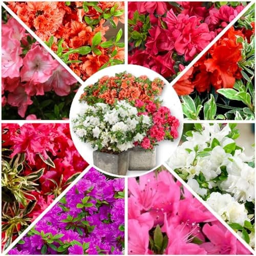 GrowOn Shrubs [x8] Dwarf Japanese Azalea Collection | Variety-Pack | Evergreen Shrubs | Outdoor Garden Ready Plants | Spring Flowering | Red, Orange, Pink, Purple, White Flowers