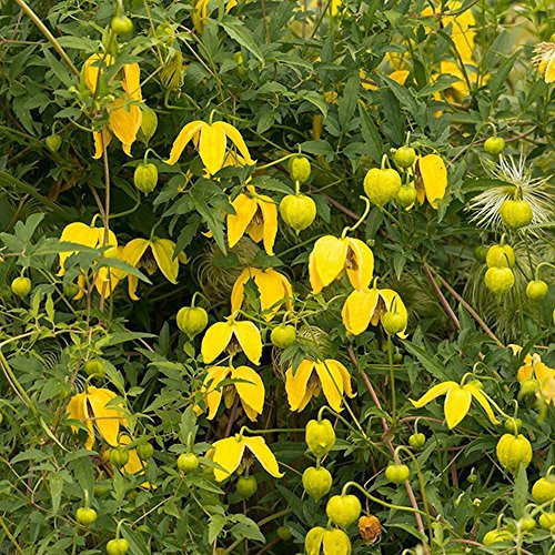 GOLDEN CLEMATIS tangutica, Radar Liebe 20, 200 oder 2000 Samen