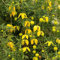 GOLDEN CLEMATIS tangutica, Radar Liebe 20, 200 oder 2000 Samen