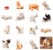 Rolin Roly 15Pcs Mini Katzen Figuren Harz Landschafts Decoration Miniatur Garten Figuren Micro Landschaft Tiere für DIY Heim Garten BÜRo Desktop Dekorationen