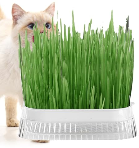 Cat Grass Planter - Hydroponic Box for Fresh Grass Indoor | Reusable Planter for Pets, Cat Grass Container for Home, Balcony, Windowsill
