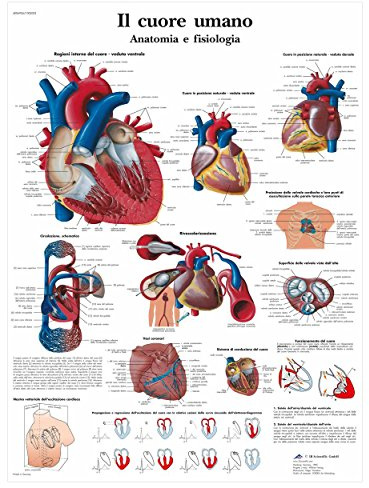 3B Scientific Anatomietafel des menschlichen Herzens und seiner Physiologie, italienisches Anatomieposter aus Papier, detaillierte Wandtafel des Herz-Kreislauf-Systems für Medizinstudierende
