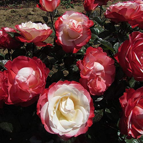 Nostalgia - 5.5lt Potted Hybrid Tea Garden Rose Bush - White Blooms with Red Edges, Strong Fragrance - Unusual