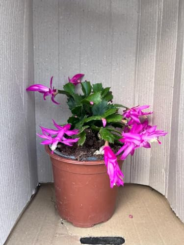 Pianta Natalina, la pianta che regala magnifiche fioriture in pieno inverno, Piante in vaso15cm. Schlumbergera (Viola)