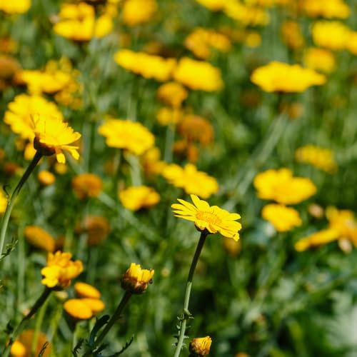 semillas de árnica Semillas de hierbas medicinales, flores silvestres, flores de balcón, Comprar semillas de plantas de árnica hierbas medicinales, semillas de prados de flores, 35pcs